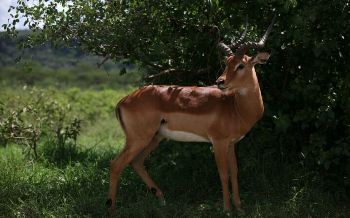 Eco-Exploration: The Rise of Sustainable Wildlife Safaris in 2026