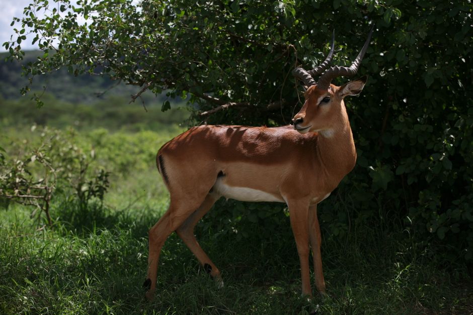 Eco-Exploration: The Rise of Sustainable Wildlife Safaris in 2026