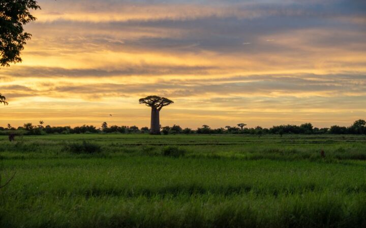 Rediscovering the Enchantment of Madagascar: A 2026 Adventure for the Bold Traveler