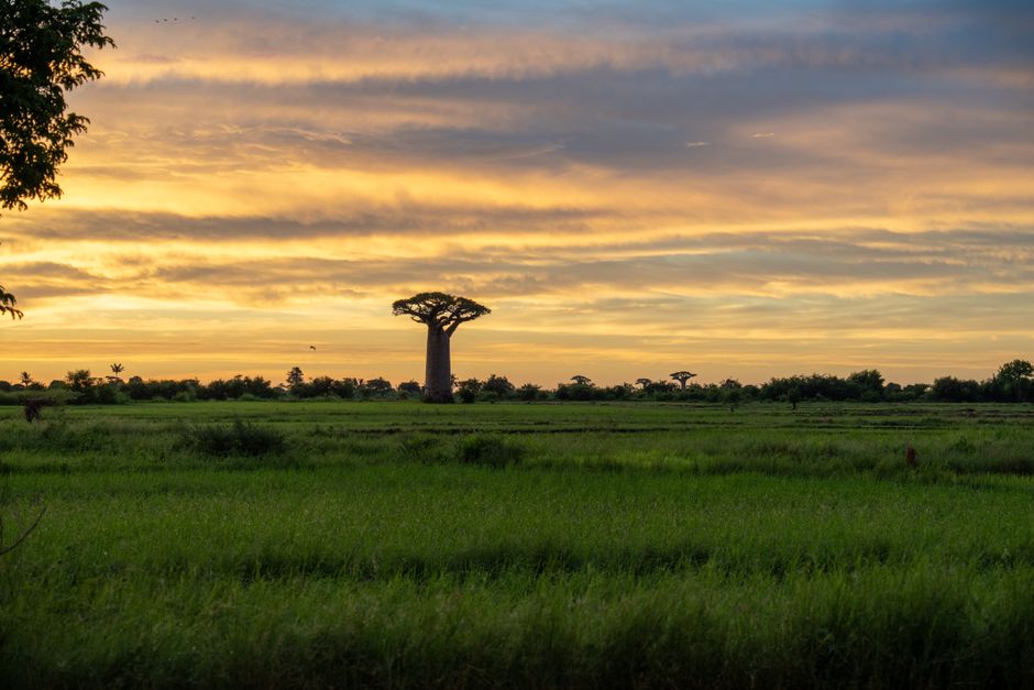 Rediscovering the Enchantment of Madagascar: A 2026 Adventure for the Bold Traveler